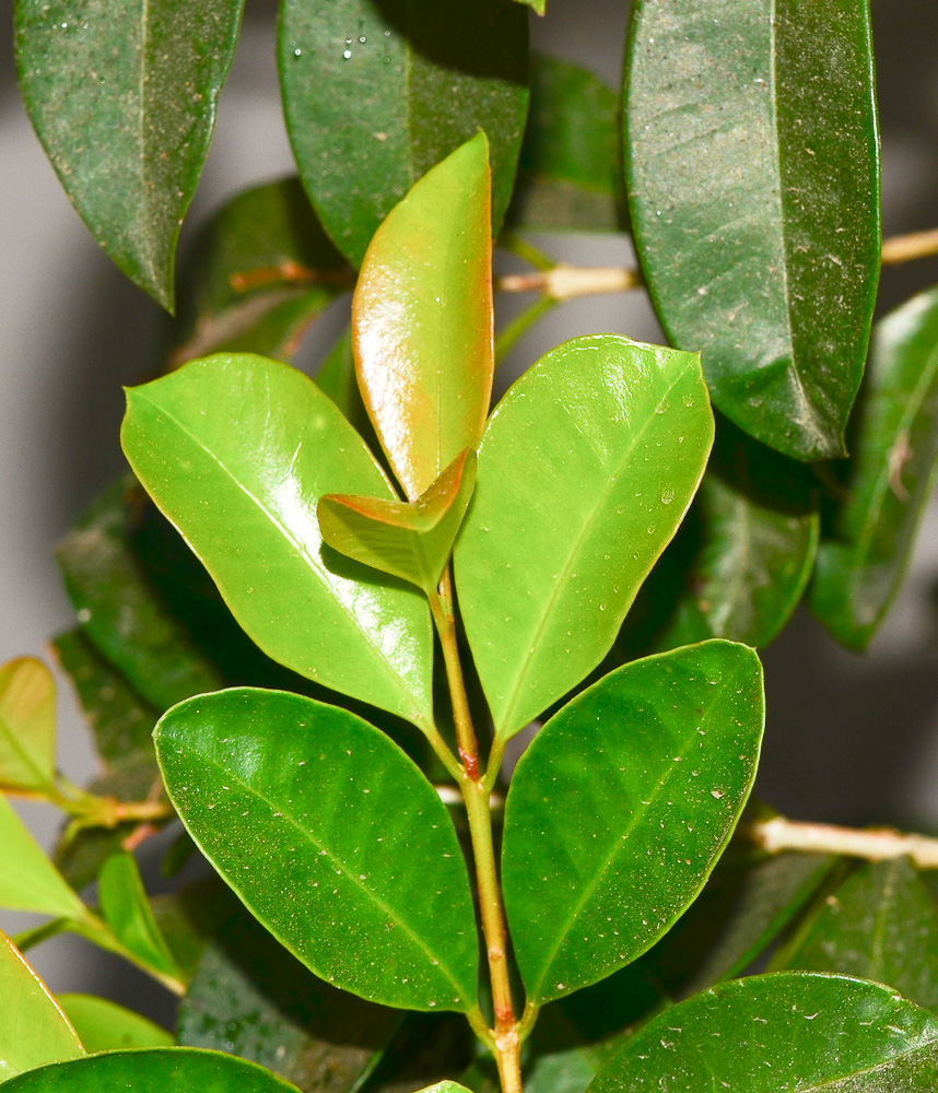 Image of Syzygium australe specimen.