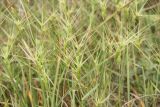 Aegilops biuncialis. Верхушки цветущих растений. Черноморское побережье Кавказа, Новороссийск, близ Суджукской лагуны, травостой. 13 мая 2013 г.