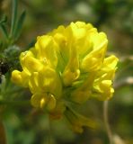 Medicago falcata