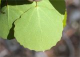 Populus tremula. Лист (нижняя сторона). Карелия, Лоухский р-н, окр. пос. Чкаловский, берег Белого моря. 16.06.2013.