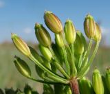 Ligusticum scoticum. Соплодие. Архангельская обл., Приморский р-н, окр. дер. Солза, приморский луг. 08.07.2013.