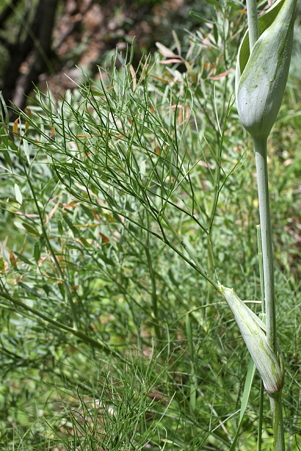 Image of Ferula ugamica specimen.