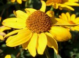 Heliopsis helianthoides ssp. scabra