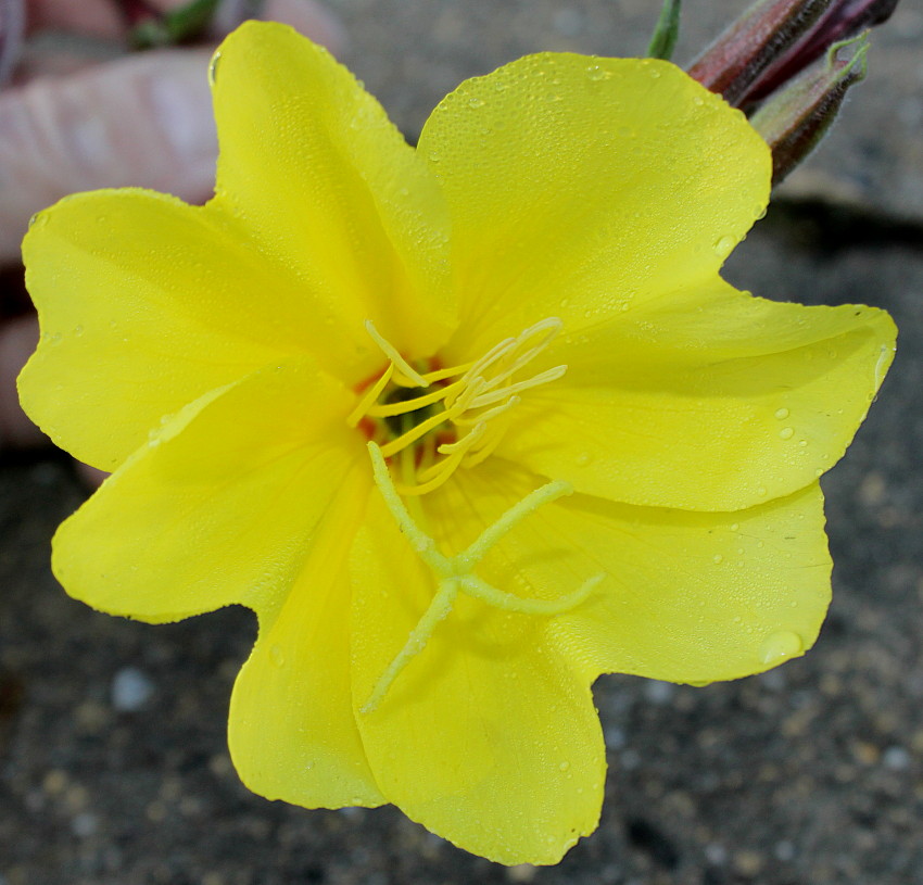 Изображение особи Oenothera argillicola.