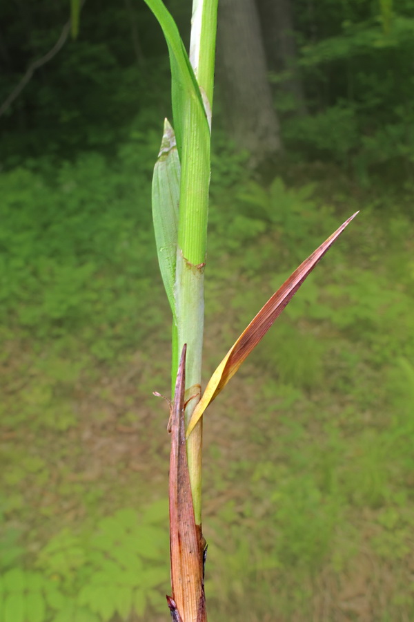 Изображение особи Carex tuminensis.