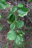 Betula pubescens. Верхушка ветви с поражёнными листьями. Архангельская обл., Приморский р-н, окр. дер. Солза. 08.07.2013.