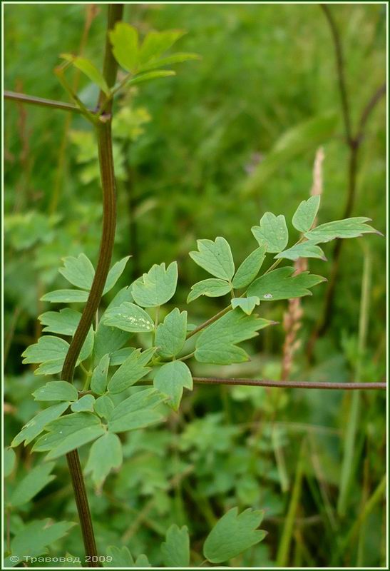 Изображение особи Thalictrum simplex.