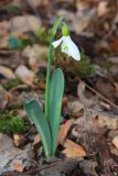 Galanthus alpinus