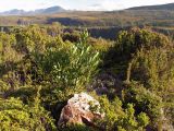 Banksia marginata. Молодой кустарник. Австралия, о. Тасмания, национальный парк \"Крэдл Маунтин\". 25.02.2009.