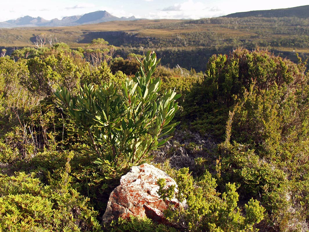 Изображение особи Banksia marginata.