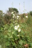 Alcea nudiflora. Цветущее растение. Восточно-Казахстанская обл., Глубоковский р-н, окр. с. Бобровка. 31.07.2012.