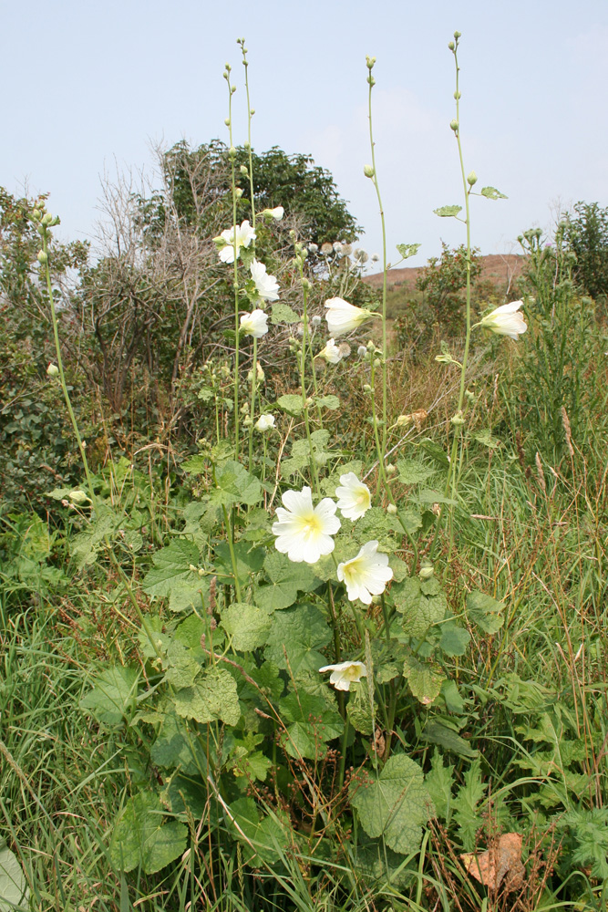 Изображение особи Alcea nudiflora.