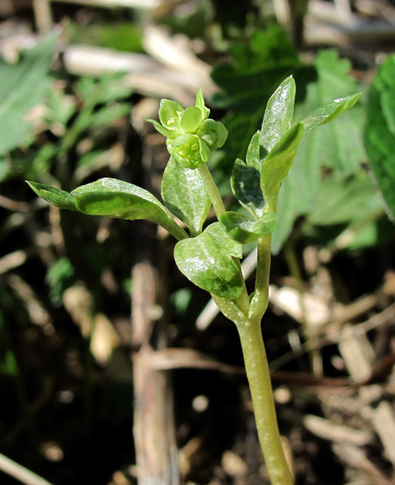 Изображение особи Adoxa moschatellina.