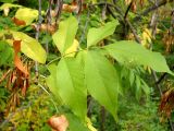 Fraxinus pennsylvanica. Лист. Ростовская обл., окр. г. Азов, вторичный пойменный прирусловой лес с включением древесных интродуцентов. 15.09.2013.