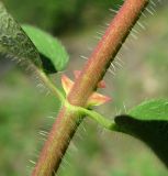 Lonicera pallasii