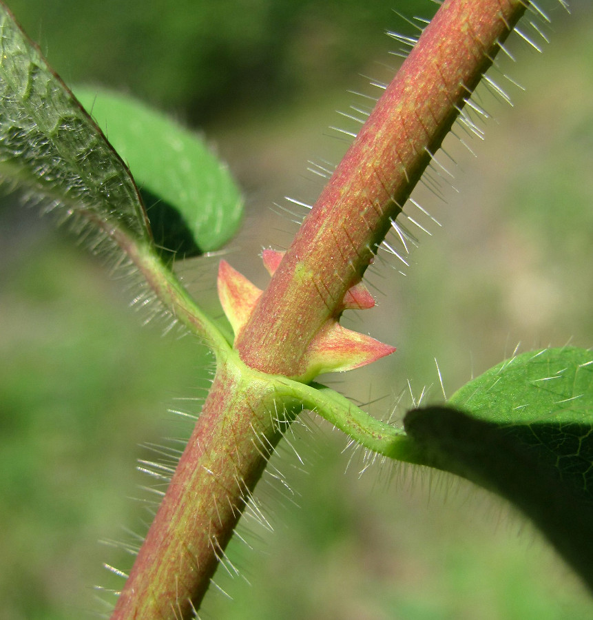 Изображение особи Lonicera pallasii.