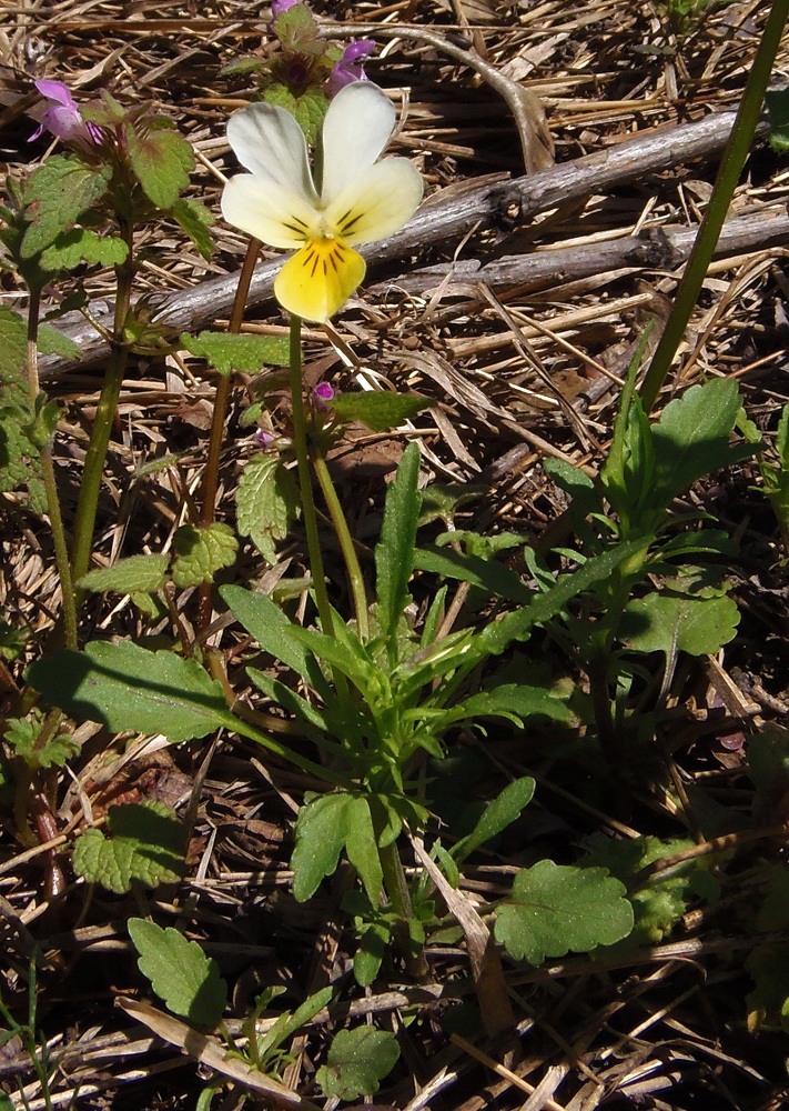 Image of Viola &times; contempta specimen.