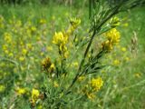 Medicago falcata