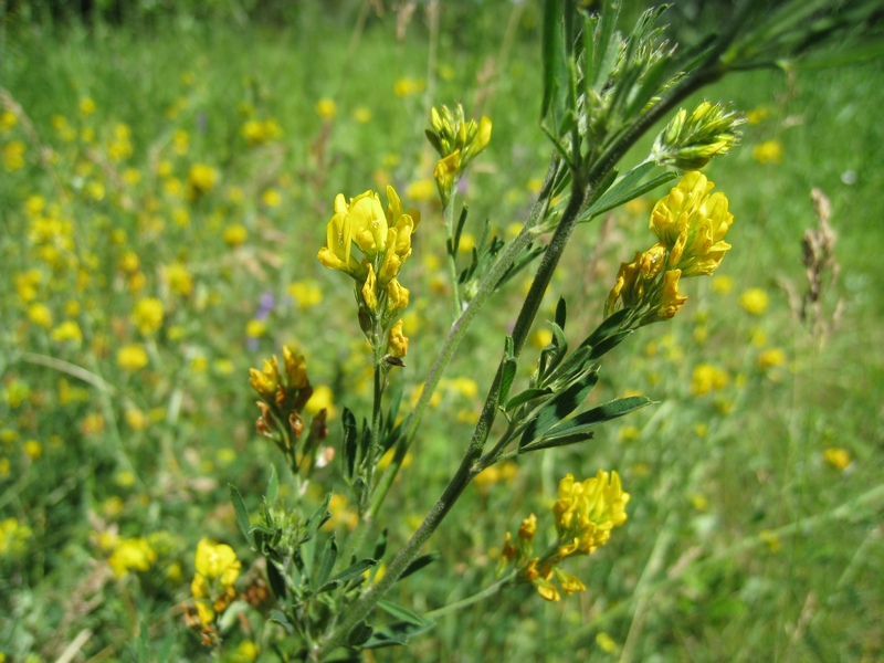 Изображение особи Medicago falcata.