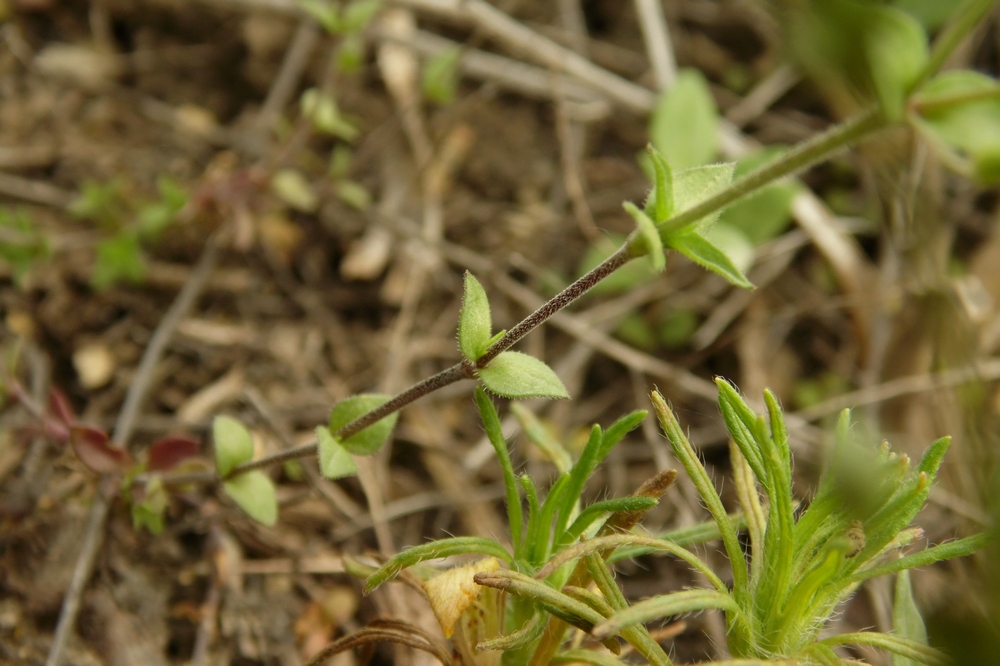 Изображение особи Arenaria uralensis.