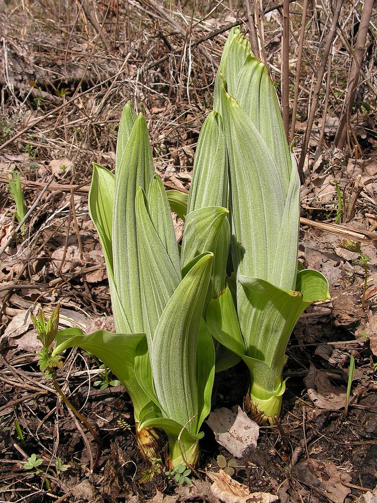 Image of Veratrum dahuricum specimen.