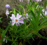 Phlox разновидность setacea