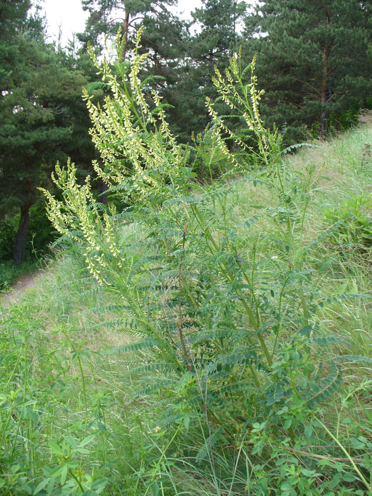 Image of Astragalus galegiformis specimen.