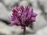 Allium nathaliae. Соцветие. Горный Крым, южный склон Чатырдага. 16 июня 2014 г.