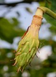 Magnolia sieboldii. Развивающийся плод. Германия, г. Дюссельдорф, Ботанический сад университета. 02.06.2014.