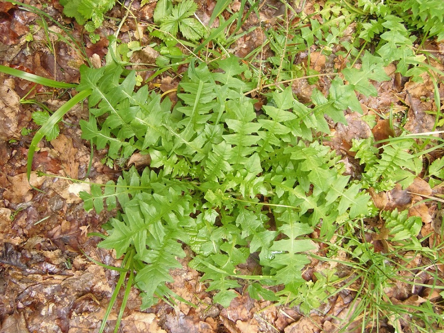 Image of Aposeris foetida specimen.