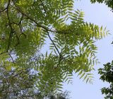 Juglans microcarpa. Ветвь. Германия, г. Дюссельдорф, Ботанический сад университета. 02.06.2014.