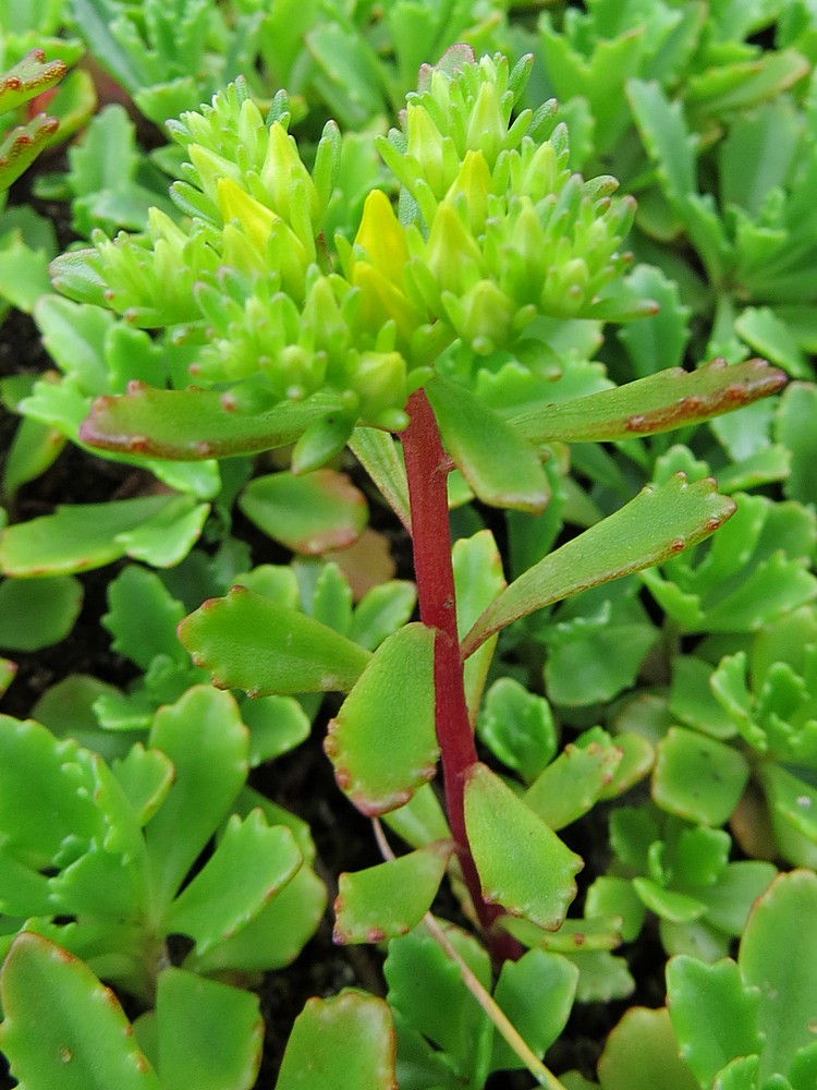 Image of Aizopsis hybrida specimen.
