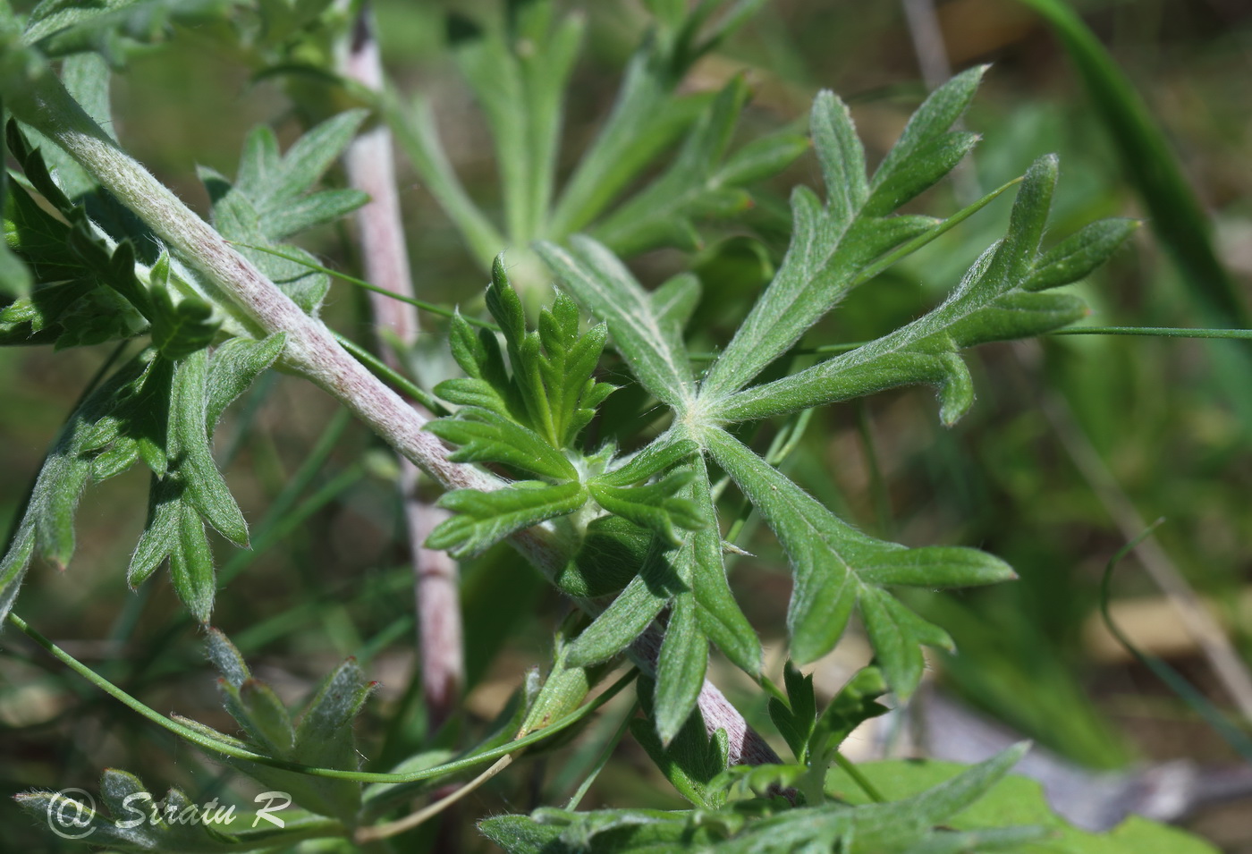 Изображение особи Potentilla argentea.