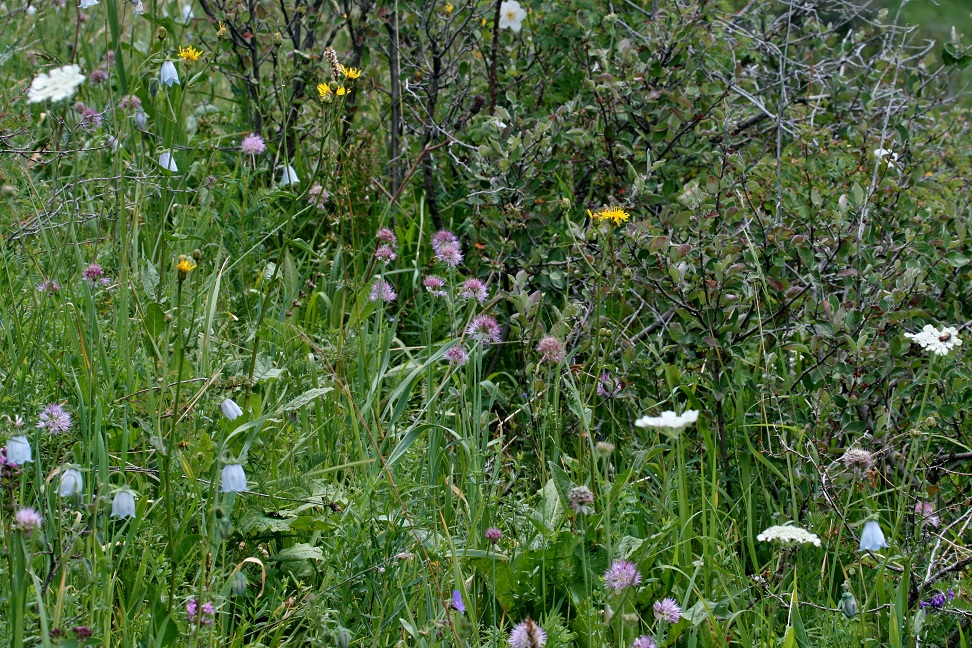 Image of Allium amblyophyllum specimen.