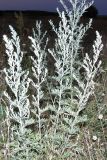 Artemisia absinthium