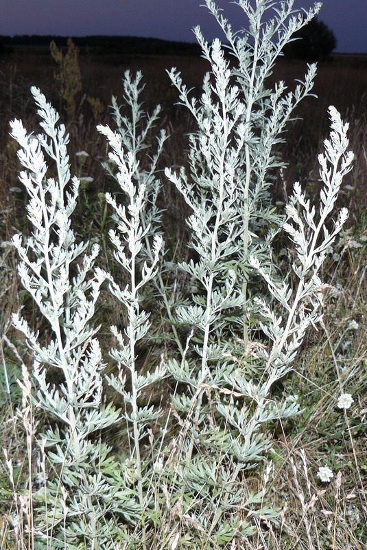 Image of Artemisia absinthium specimen.