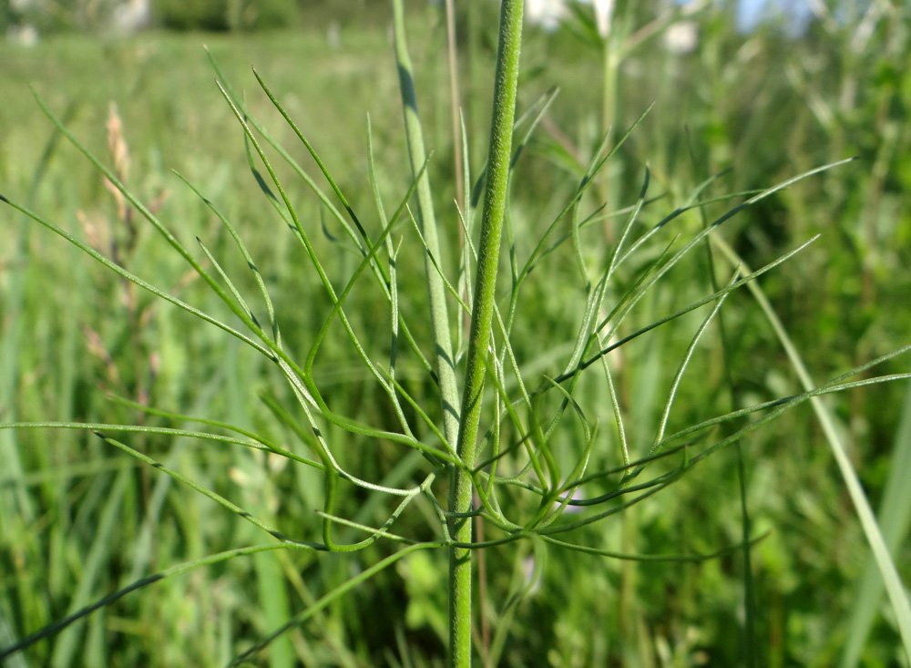 Image of Delphinium consolida specimen.