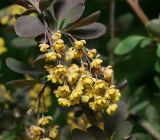 Berberis vulgaris форма atropurpurea. Соцветия. Московская обл., Раменский р-н, окр. дер. Хрипань, садовый участок. 26.05.2014.