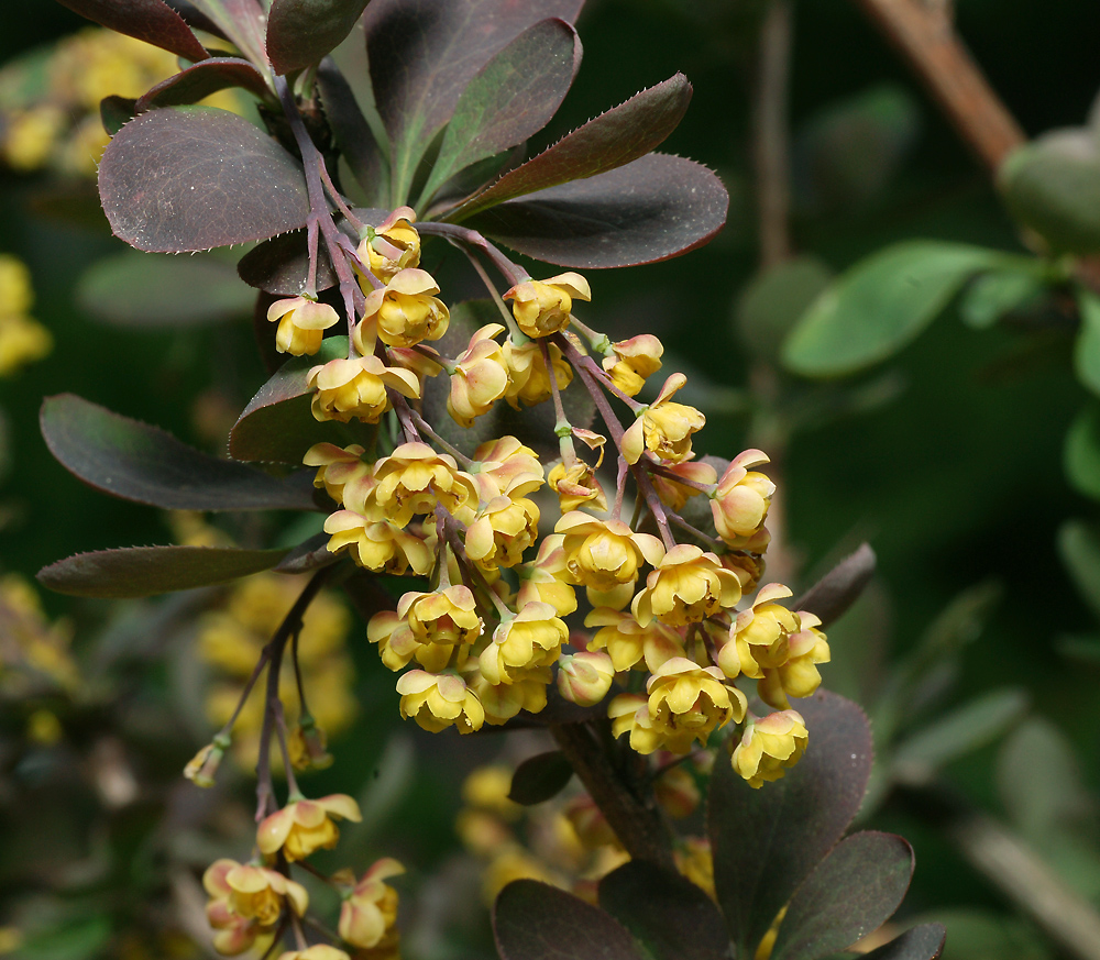 Изображение особи Berberis vulgaris f. atropurpurea.