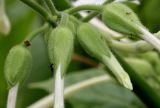 Nicotiana sylvestris. Соцветие. Германия, г. Крефельд, Ботанический сад. 06.09.2014.