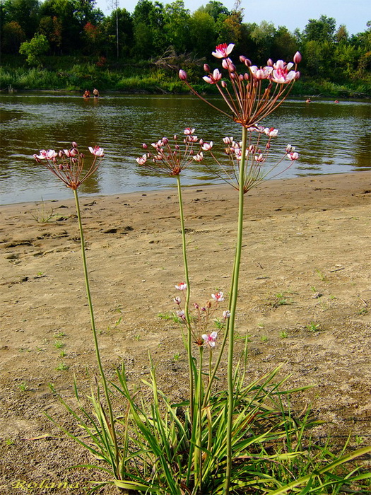 Изображение особи Butomus umbellatus.