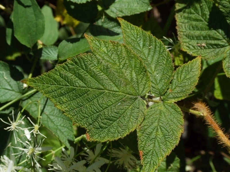 Image of Rubus komarovii specimen.