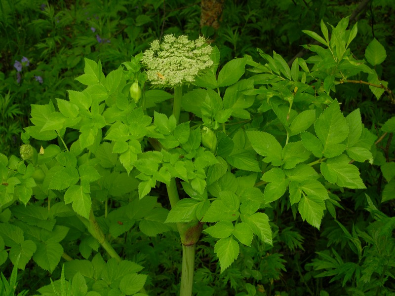 Изображение особи Coelopleurum gmelinii.