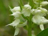 Dactylorhiza aristata. Часть соцветия (белоцветковая форма). Камчатский край, Елизовский р-н, долина реки Авача, южный склон, луг. 15.06.2008.