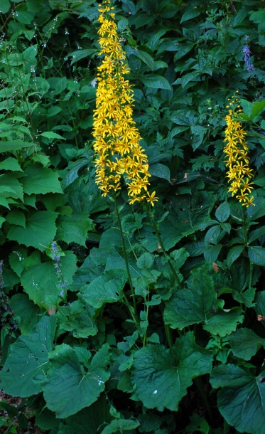 Изображение особи Ligularia fischeri.