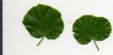 Tilia cordifolia. Листья. Курская обл., г. Железногорск, в посадке. 4 июня 2009 г.