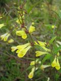 Melampyrum pratense