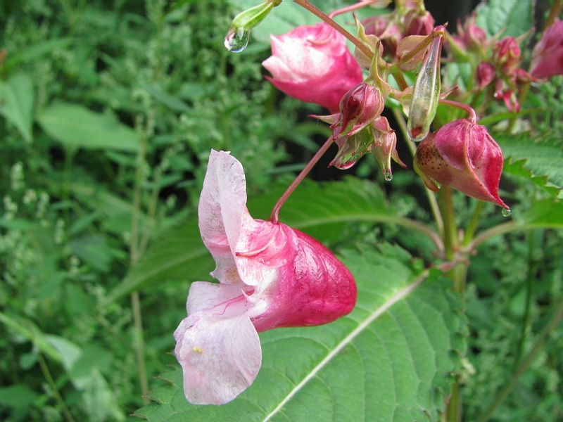 Image of Impatiens glandulifera specimen.