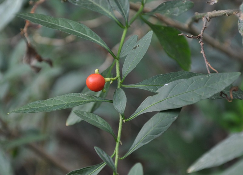 Изображение особи Solanum pseudocapsicum.