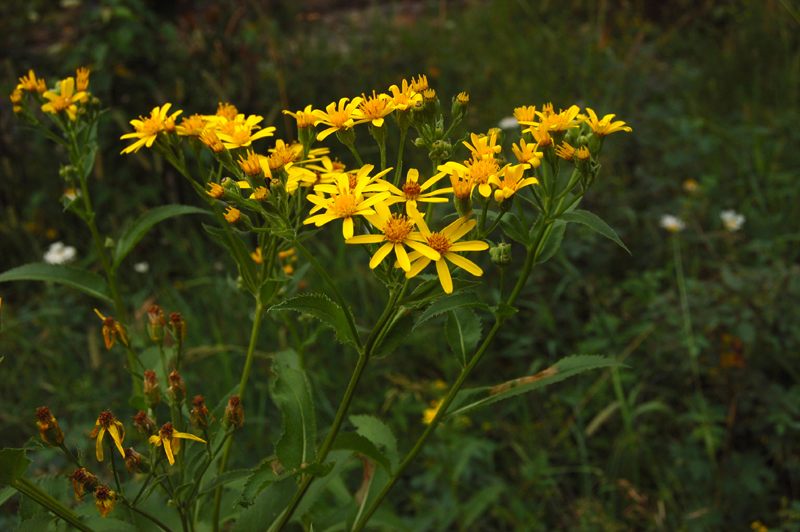 Image of Senecio nemorensis specimen.